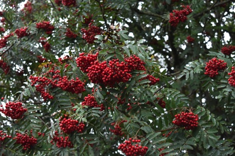 Rowan berries